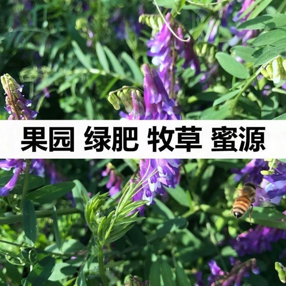 果园绿肥种子光叶紫花苕长柔毛野豌豆毛苕子养蜂蜜源植物牧草草籽 - 图3