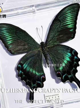 透明盒装蝴蝶标本ns风摆件礼物