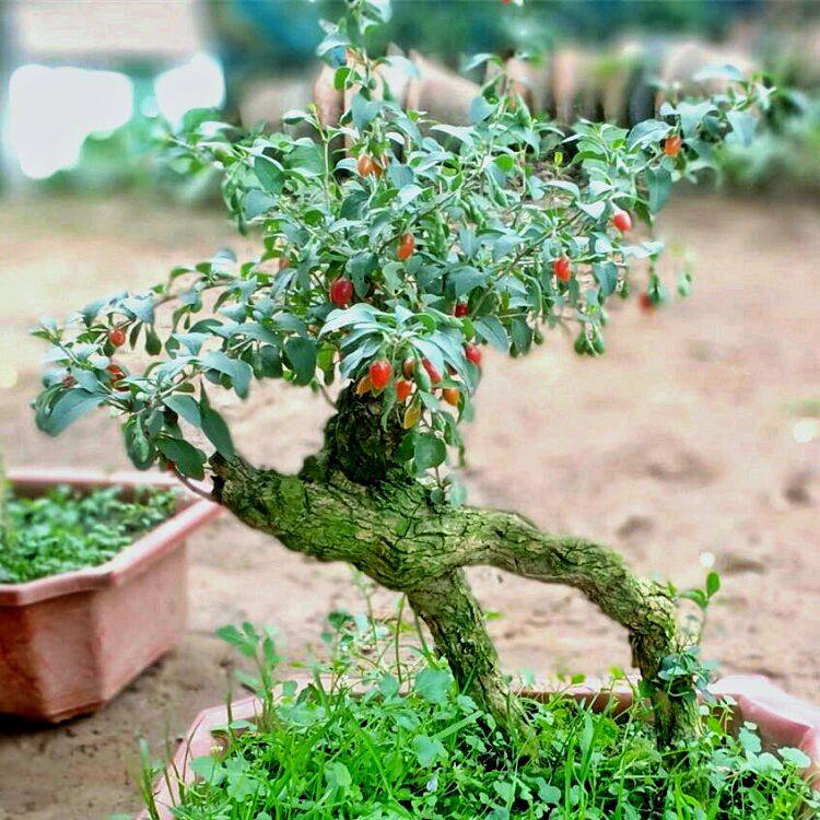 红枸杞小老桩盆栽枸杞宁夏枸杞批发绿植阳台庭院种植树苗耐寒,淘宝优惠券,粉丝福利购,淘宝优惠卷