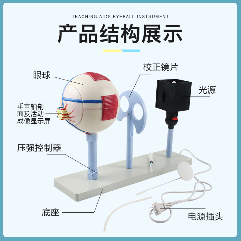 眼球仪 人体眼球仪模型3303晶状体曲率可变眼球成像结构教学仪器实验器材教具小学初高中生物实验室用 - 图2