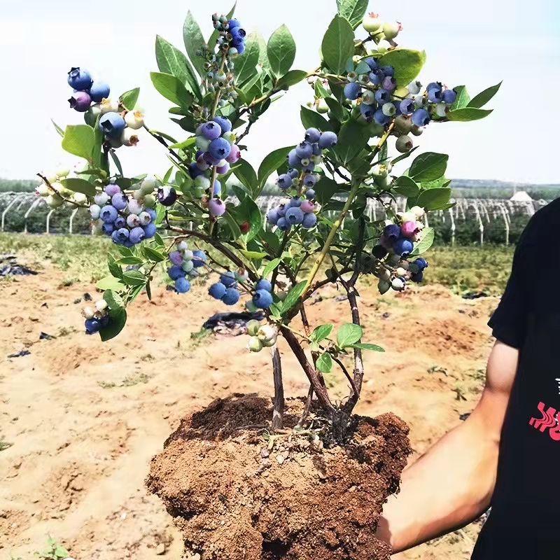 蓝莓树果苗带花带果盆栽地栽阳台果树苗南北方种植当年结果蓝莓苗 - 图1