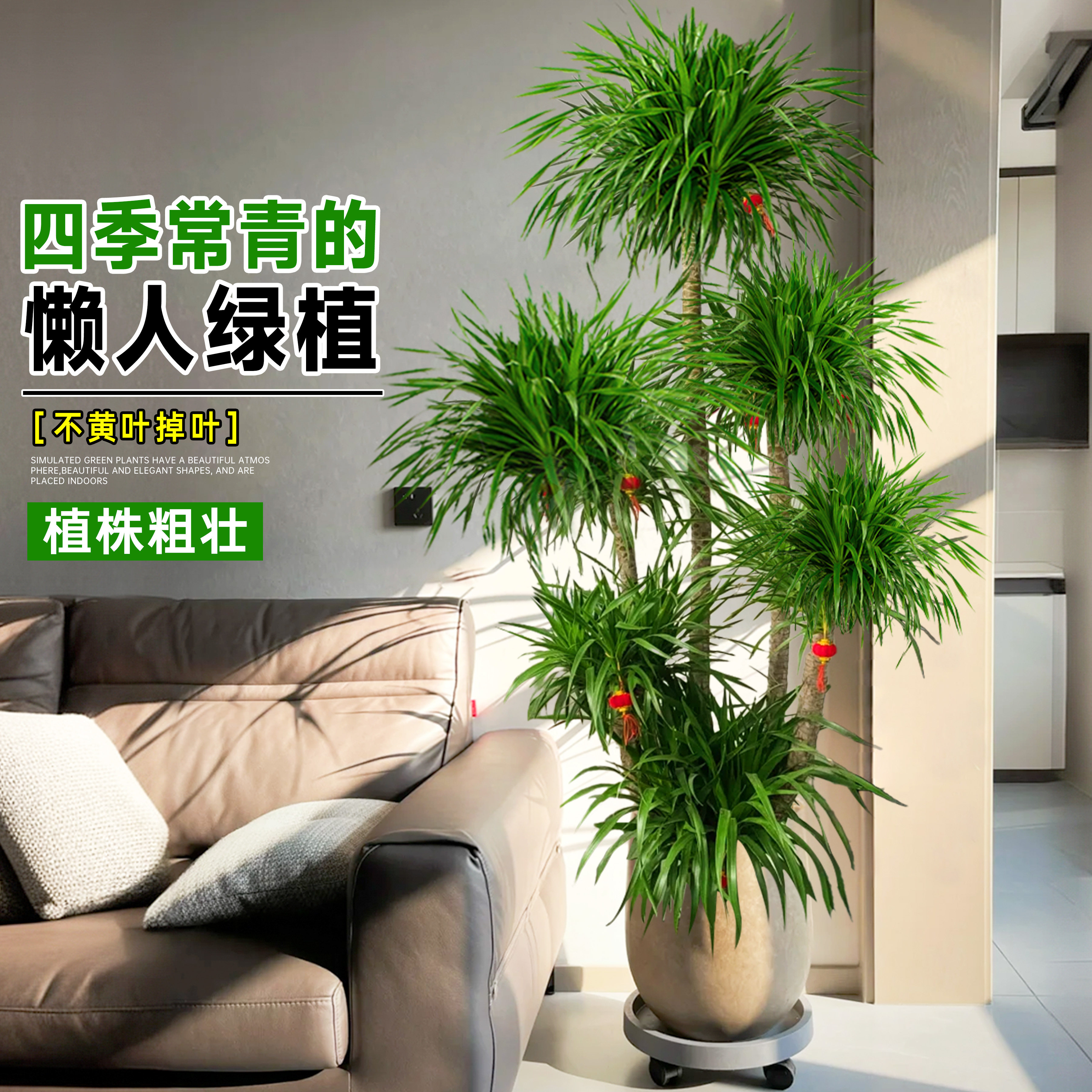 龙血树客厅高级感旺宅绿植大型黑珍珠龙血树造型盆栽室内好养植物,淘宝优惠券,粉丝福利购,淘宝优惠卷