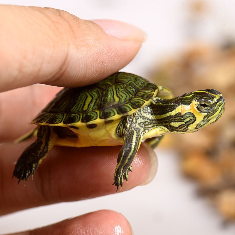 深水龟黄耳吃粪龟鱼缸可混养纯种冷水族好养活观赏宠物小乌龟活物-图3