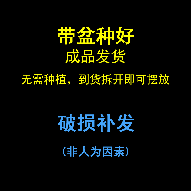 蝴蝶兰盆栽带花苞花卉观花植物客厅室内花办公桌花花草草净化空气 - 图2