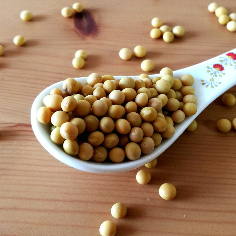 农家自种发黄豆生黄豆芽 2斤纳豆 胜格黄豆