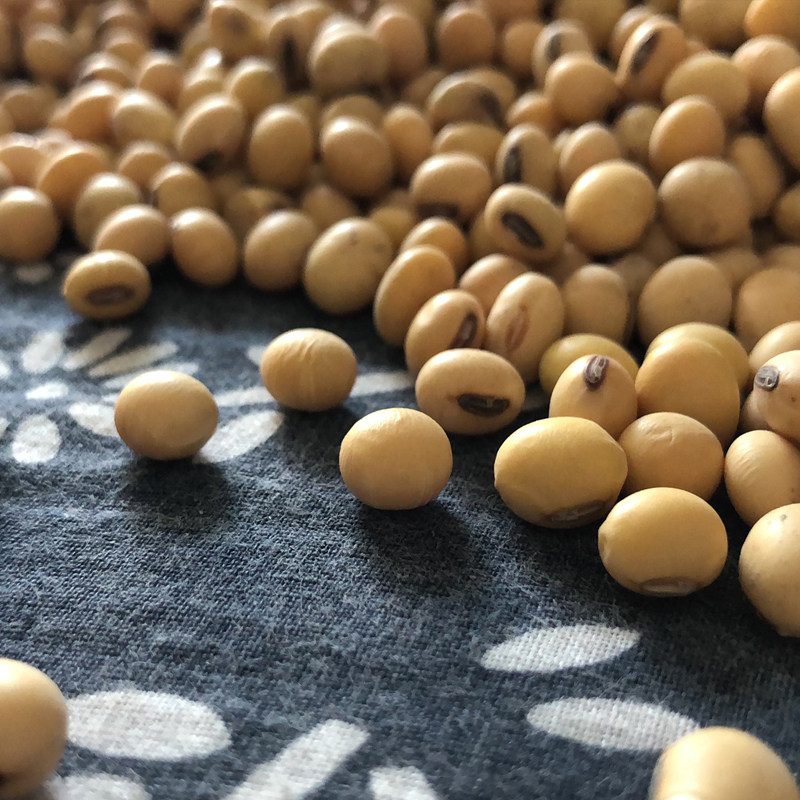 笨土黄豆农家自种老品种精选豆腐脑 胜格黄豆