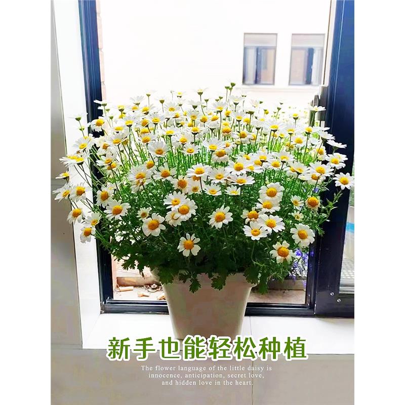 小雏菊花洋甘菊花卉植物盆栽太阳花野花四季开花盆栽Z-图3