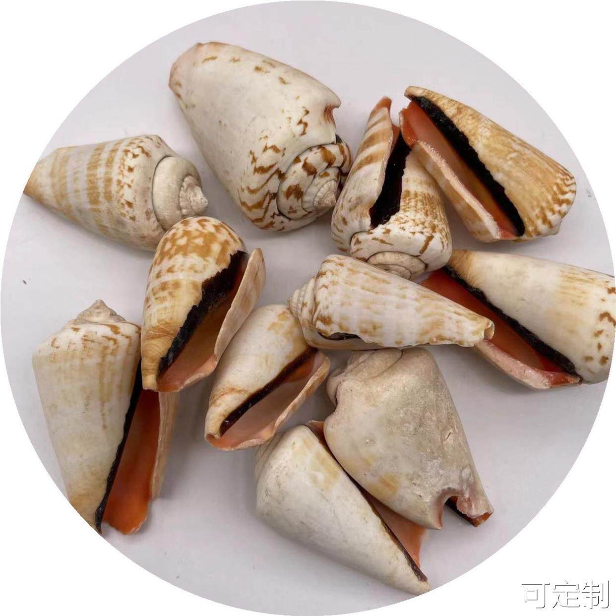  御坭斯海螺/贝壳/珊瑚