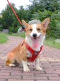 Bomei Teddy Corgi Dog Traction Tracting Topting Anti -Night Light Dog Chain маленькая средняя собака с собачьем грудью для петли