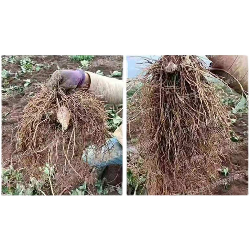 哈茨木霉菌剂枯草芽孢菌杆菌叶面水溶肥防根腐微生物菌剂肥苗农用 - 图2