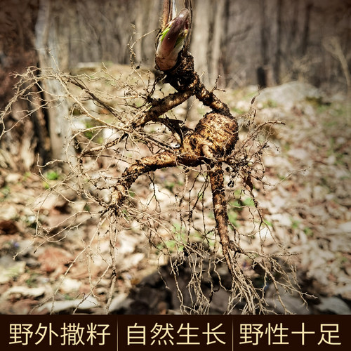 人参林下参长白山野山参东北野人参干货泡酒专用吉林老山参礼盒装 - 图2