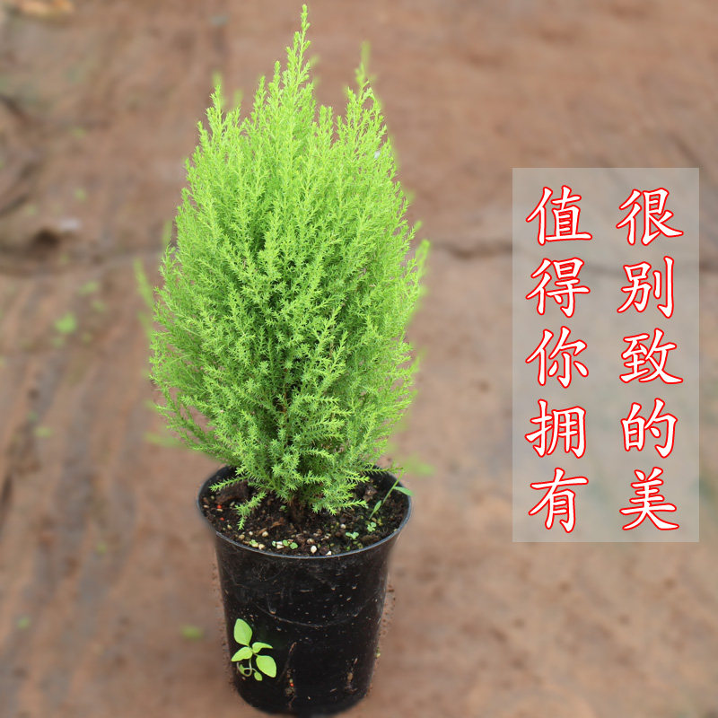 小香松造型,香松造型,造型松(第10页)_大山谷图库