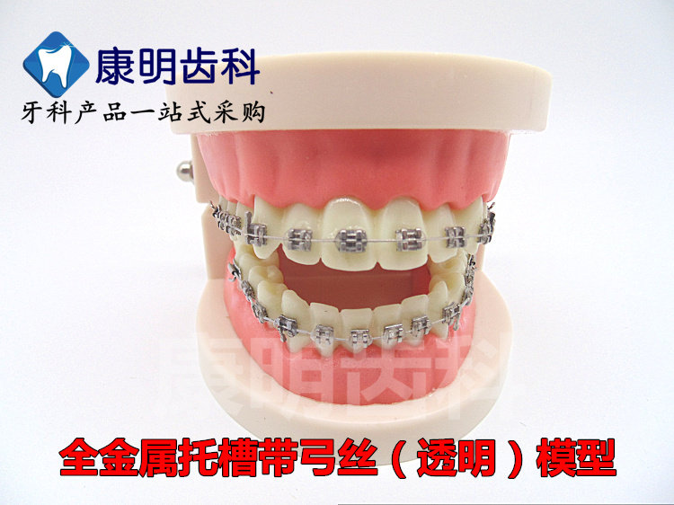 牙科齿科材料金属托槽牙模型 医患沟通教学口腔牙模型包邮,淘宝优惠券,粉丝福利购,淘宝优惠卷