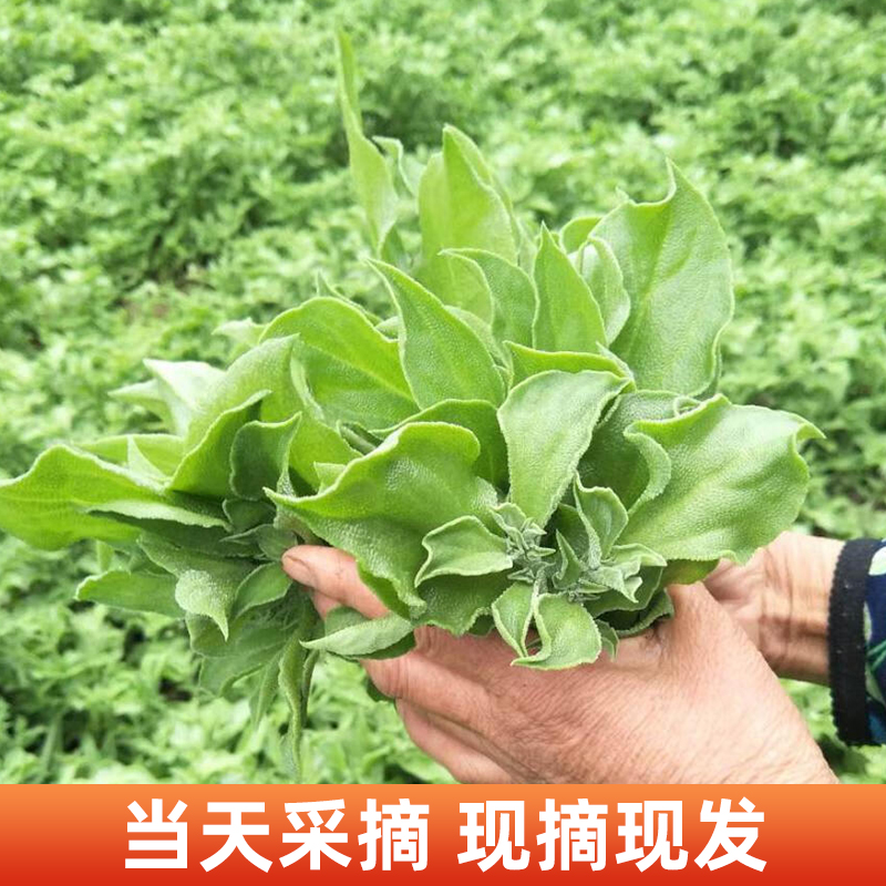 苏北现摘冰草新鲜蔬菜冰花冰叶冰冰水晶冰菜凉拌生吃沙拉即食顺丰 - 图2