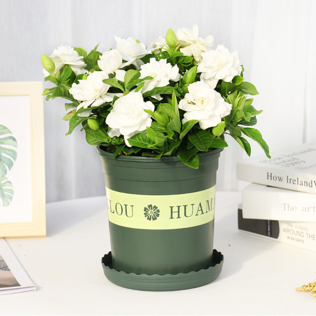 Gardenia potted plant office flowers four seasons flowering saplings are easy to live with buds hydroponic green plants
