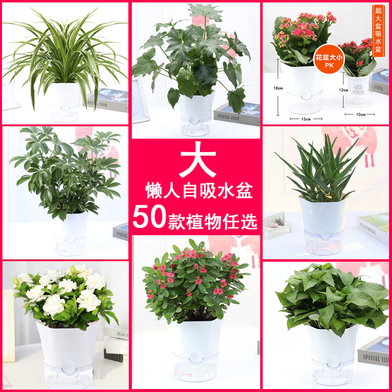 绿植花卉植物室内花盆栽水培植物绿萝发财树长寿花栀 绿植花卉植物室内花盆栽水培植物绿萝发财树长寿花栀