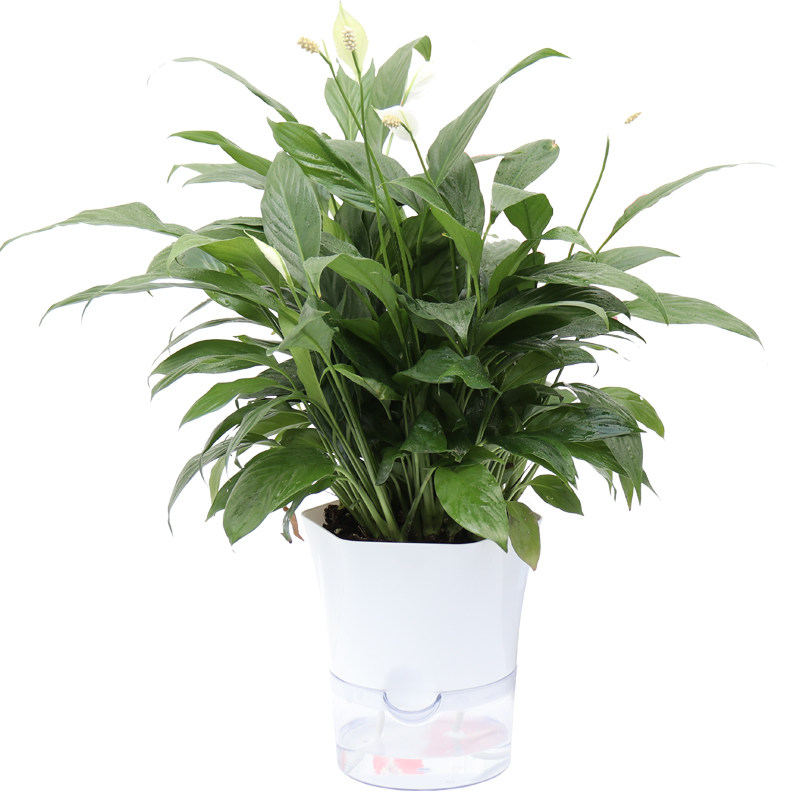 绿植花卉植物室内花盆栽水培植物绿萝发财树长寿花栀