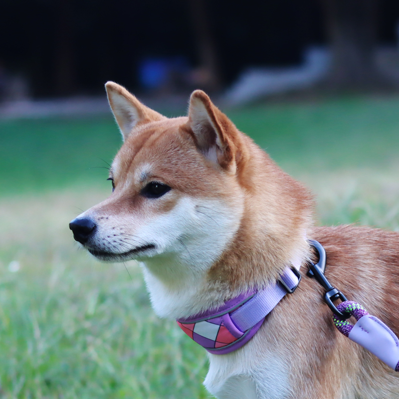 狗脖圈中大型犬防勒柴犬柯基狗狗项圈拉布拉多脖套金毛防爆冲颈圈