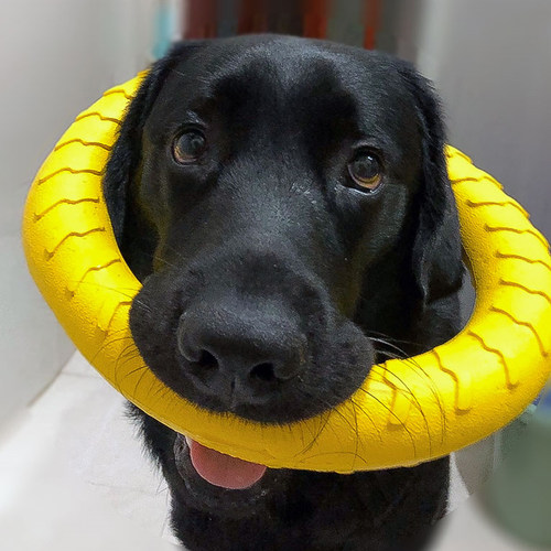 狗狗玩具大型犬互动圆环金毛浮水拉环狗球磨牙耐咬狗解闷逗狗神器 - 图0