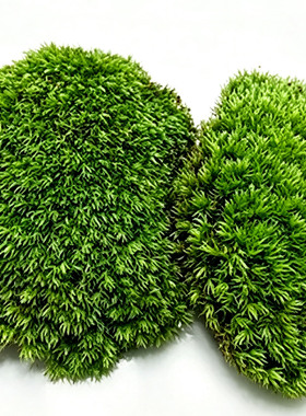 干白发藓生态瓶雨林缸铺面苔藓 DIY 微景观造景绿植装饰青苔素材