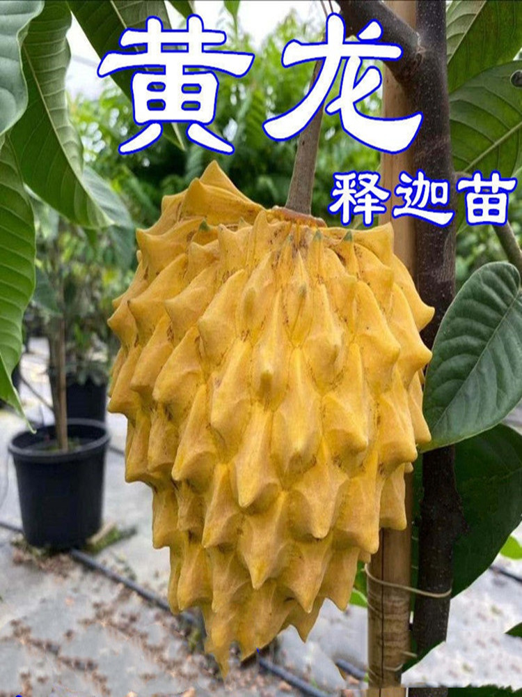 台湾凤梨释迦苗佛陀果南方种植嫁接盆栽阳台庭院番荔枝释迦果苗树 - 图1