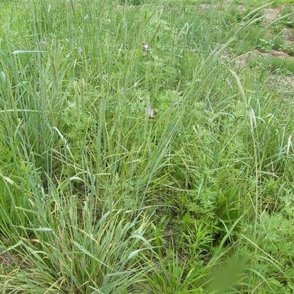 进口披碱草种子耐盐耐碱耐旱抗风沙护坡固土草籽矿山复绿牧草种子 - 图0