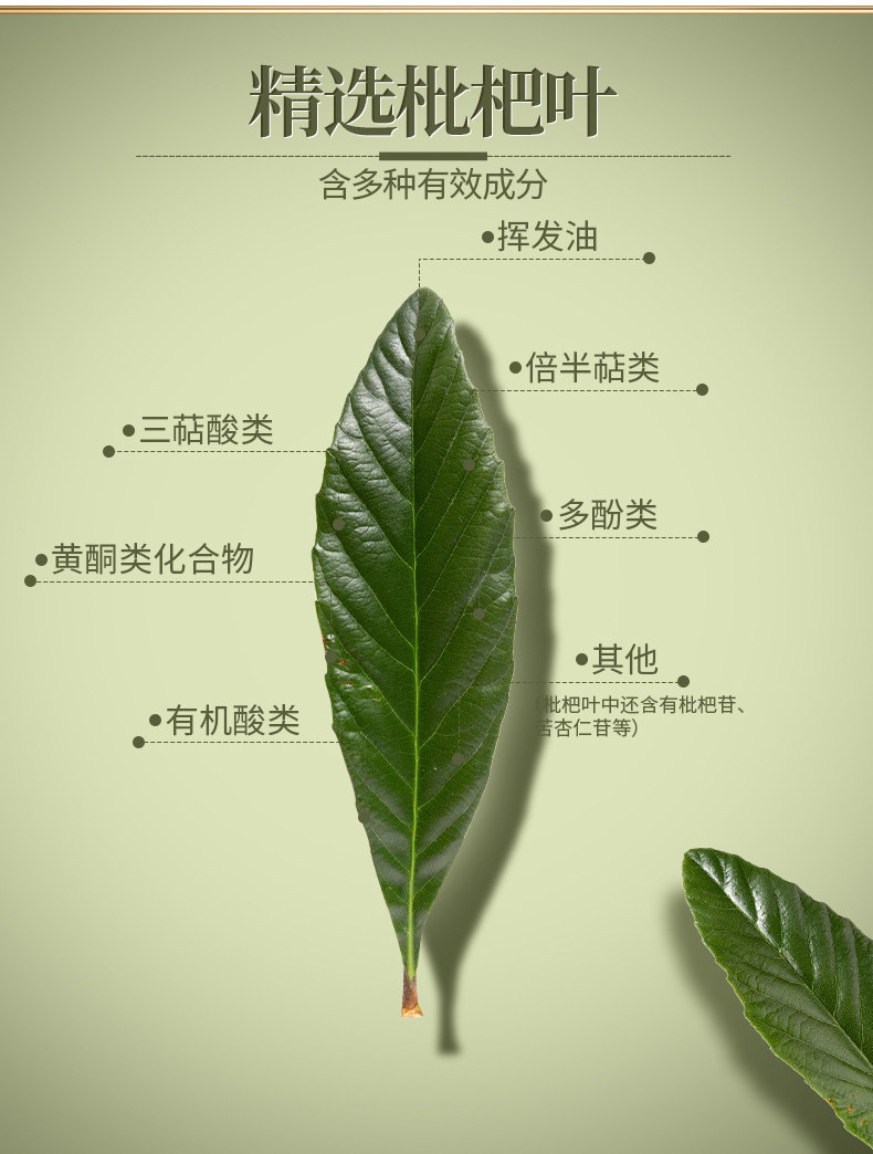 顺德枇杷叶,枇杷叶,枇杷叶泡水_大山谷图库