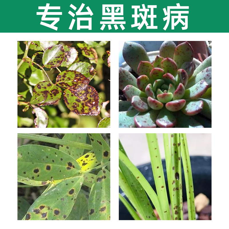 施奇碧来月季黄叶黑斑病专用药玫瑰兰花多肉常用药白粉锈病杀菌剂-图0