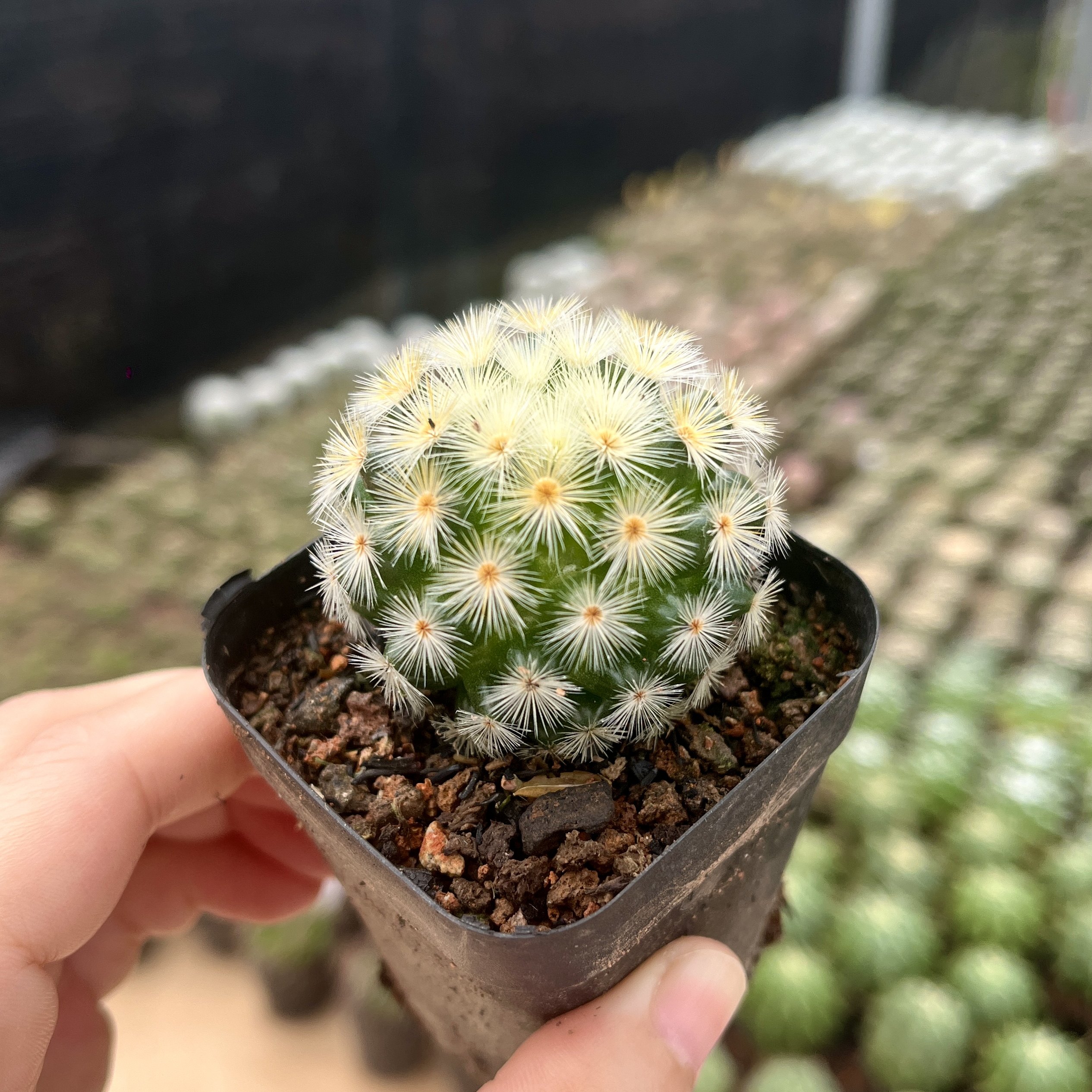 嘉文丸仙人球一物一拍多头实生仙人掌开花好养乳突球属阳台小盆栽,淘宝优惠券,粉丝福利购,淘宝优惠卷