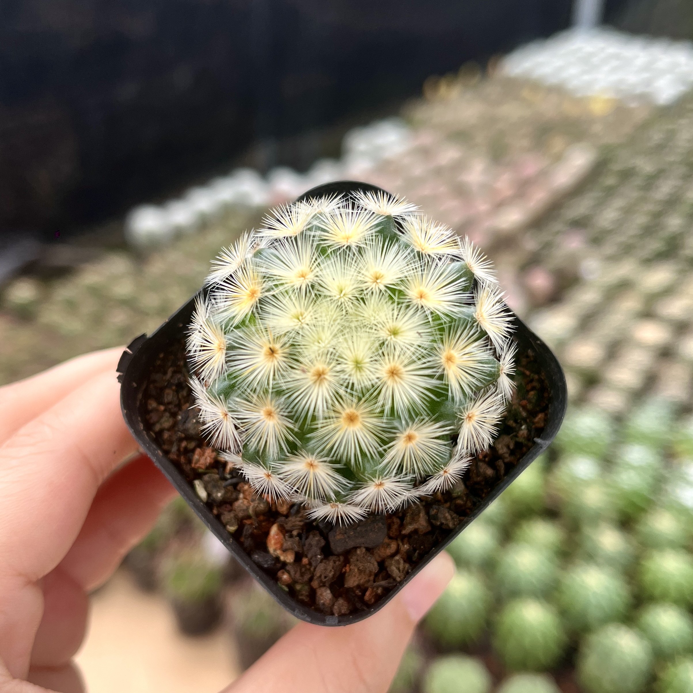 嘉文丸仙人球一物一拍多头实生仙人掌开花好养乳突球属阳台小盆栽,淘宝优惠券,粉丝福利购,淘宝优惠卷