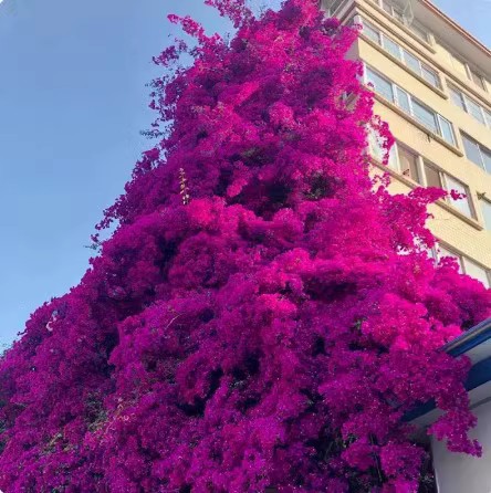 重瓣三角梅盆栽带花植物耐寒庭院爬藤老桩勤花四季开花新品种绿樱-图3