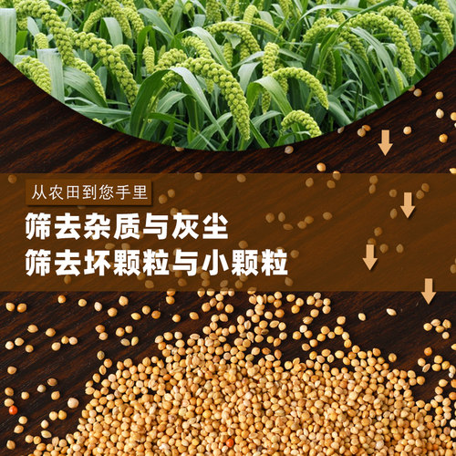 黄谷子带壳小米5斤粮食虎皮牡丹玄凤鸟粮食物鸟食小型鹦鹉鸟饲料 - 图1