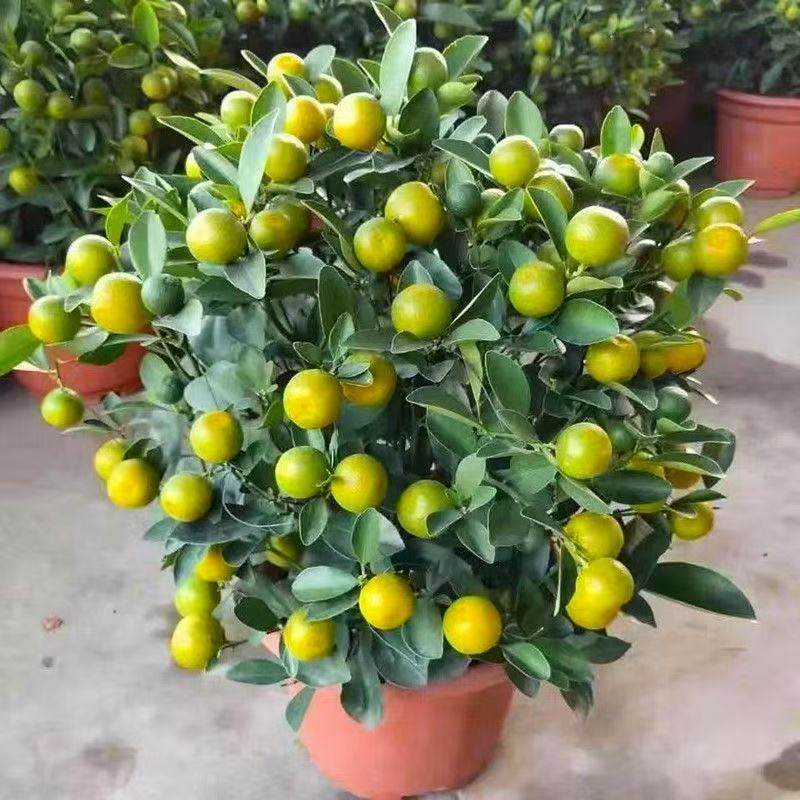 金桔树盆栽带果四季橘子桔子可食用植物客厅室内大型绿植年宵花,淘宝优惠券,粉丝福利购,淘宝优惠卷