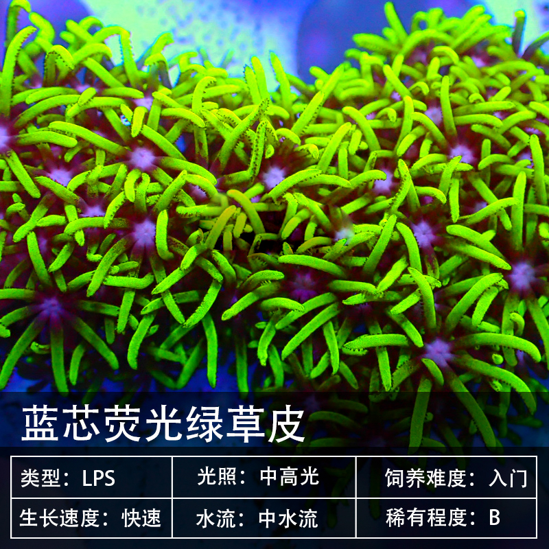 荧光绿草皮人工日本草皮紫珊瑚软体lps海水缸活体顺丰长须草皮