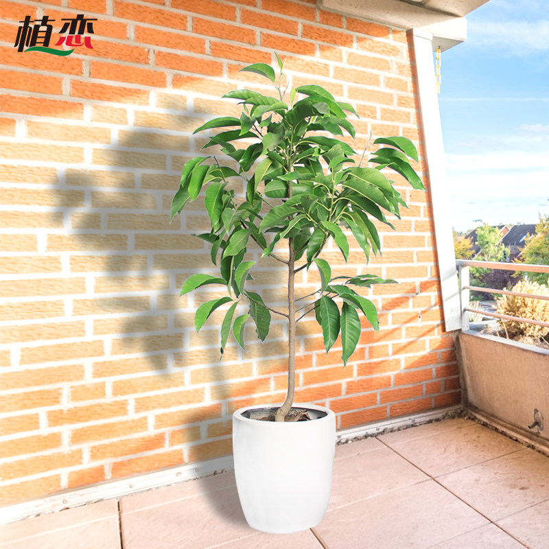 白兰盆栽室外开花花香植物白兰花阳台庭院盆景喜阳光常州同城配送