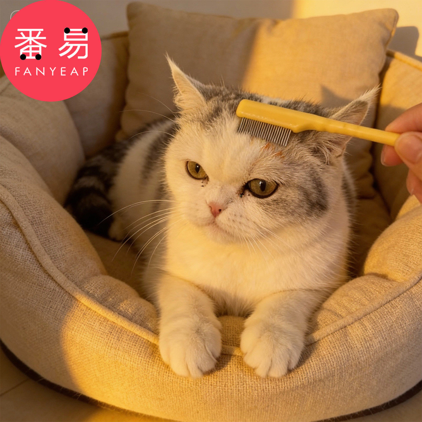 泪痕梳A1pq808-宠物眼部泪痕用梳子小型犬猫咪眼屎清洁用刷子,淘宝优惠券,粉丝福利购,淘宝优惠卷