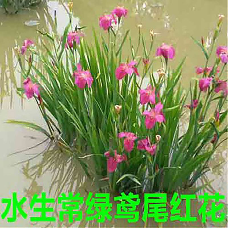 黄菖蒲黄花红花紫花鸢尾水生植物生态环保美人蕉湿地栽工程绿化苗 惟鑫 淘优券