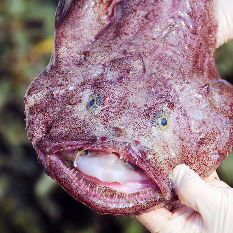 大安康鱼5斤新鲜海捕特鲜活海鲜水产冷冻海鱼灯笼鱼蛤蟆鱼,淘宝优惠券,粉丝福利购,淘宝优惠卷