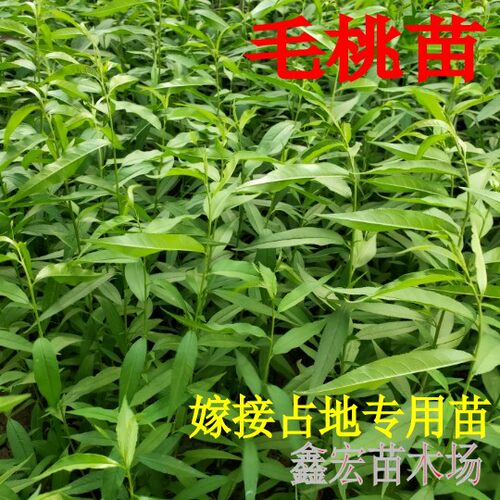 毛桃苗 桃树苗 毛桃树苗 占地拆迁苗 毛桃 桃树原苗 嫁接砧木 - 图2