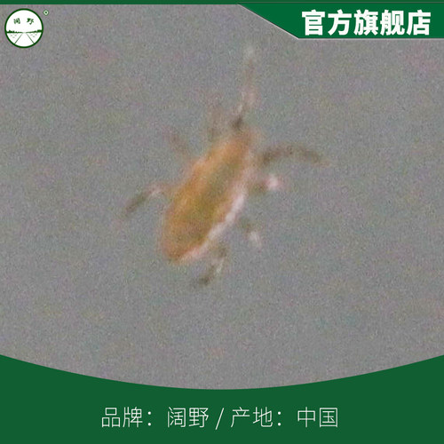 巴氏新小绥螨捕食螨活体益螨防治红蜘蛛茶黄螨及蓟马蚜虫粉虱卵害 - 图2
