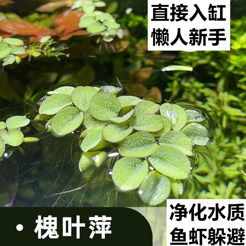 鱼缸净水槐叶萍浮萍水草圆心萍净化水质水培绿植庭院办公室鱼虾龟 - 图0