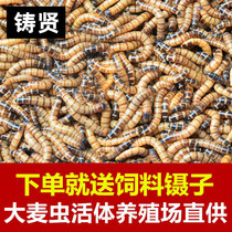 Great White Worm Big Specs 2 cm left and right Eight Gothic food Foods Wrens Feed Painting Brow Birds Eat Birds and Eat Bugs