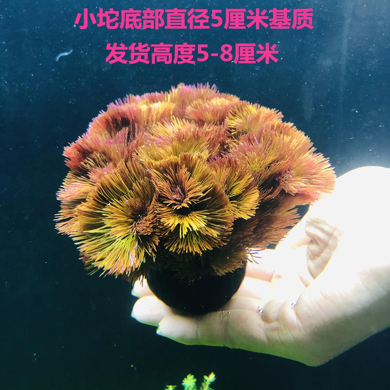 鱼缸淡水造景后景红菊水下叶坨草好养易活无需二氧化碳的红色水草 - 图1