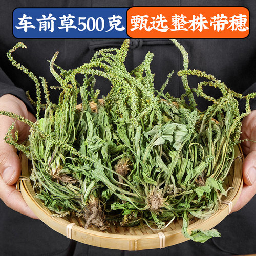 车前草500g克干货官方旗舰店带根非中药材新鲜袋泡茶不野生绞股蓝 - 图0