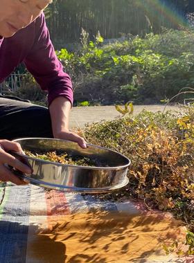 深山纯海金沙中药材250g海金沙粉泡绿茶加海金砂铁线藤泡水泡茶喝