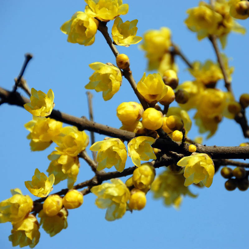 原生腊梅花树苗庭院绿化绿植花卉冬季开花浓香型腊梅盆栽浓香耐寒 - 图0