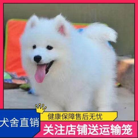 萨摩耶幼犬微笑天使狗活的幼体小狗萨萨摩耶犬长毛宠物狗幼崽-图1