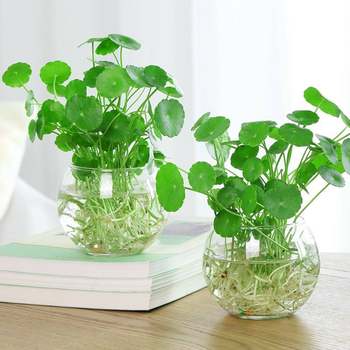 ຫມໍ້ດອກໄມ້ hydroponic ສີຂຽວ radish, vases, ການຈັດດອກໄມ້ພາດສະຕິກໂປ່ງໃສ, ການຕົກແຕ່ງຫ້ອງຮັບແຂກ, ເຄື່ອງຕົກແຕ່ງເຮືອນ