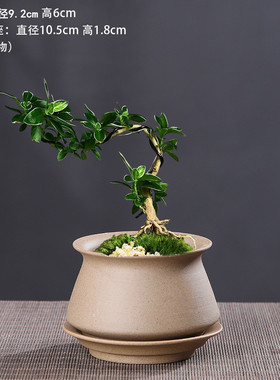 粗陶花盆透气小号清香木发财树盆景盆栽家用特价小多肉花盆带托盘
