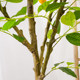 Love pomelo simulation lemon tree ins internet celebrity style